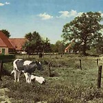 Boerderijen te Grolloo