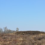 Galgenberg Balloërveld